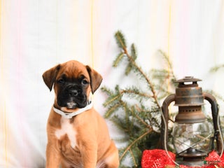 Boxer dogs Blitzen - Ad 39