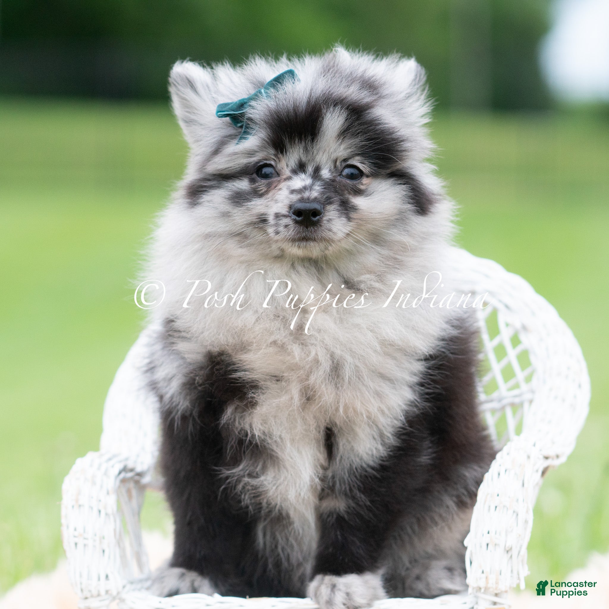Pomeranian dogs for sale: Crockett AKC - Ad 5