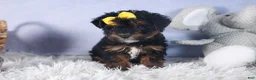 Yorkiepoo dogs for sale: JUDY - Ad 8