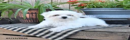 Mixed Breed dogs for sale: Otto - Ad 3
