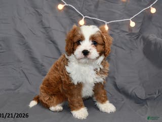 Cavapoo dogs for sale: Milo - Ad 3