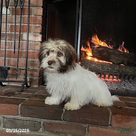 Havanese dogs Ivan - Ad 2