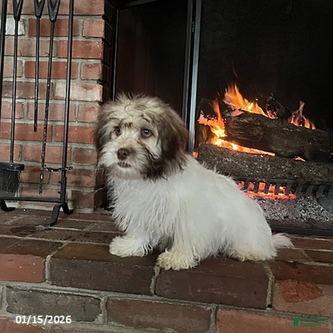 Havanese dogs for sale: Ivan - Ad 2
