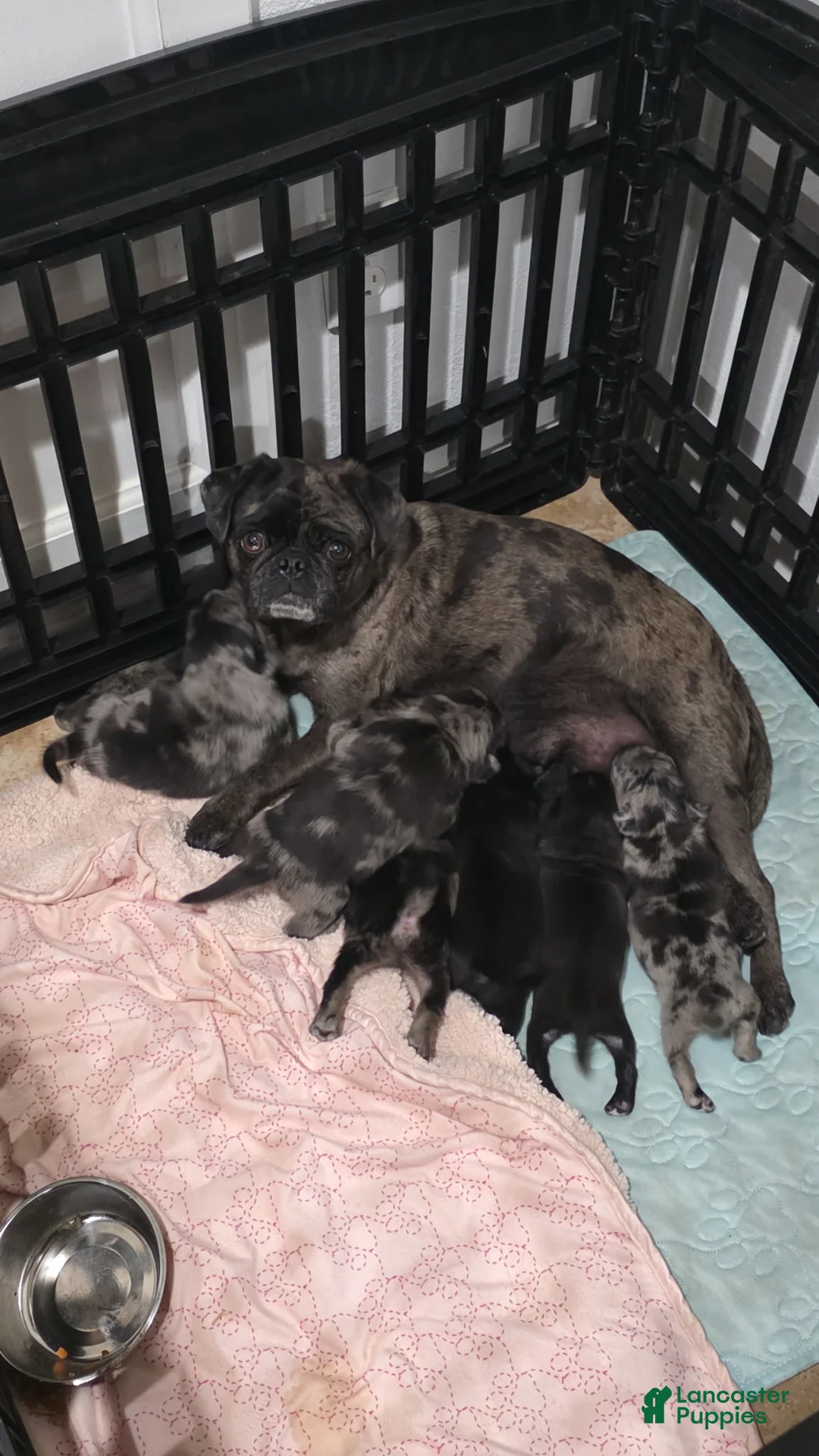 Pug dogs for sale: Pug 1 - Ad 2