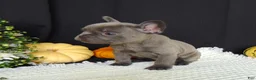 French Bulldog dogs for sale: Missy - Ad 9