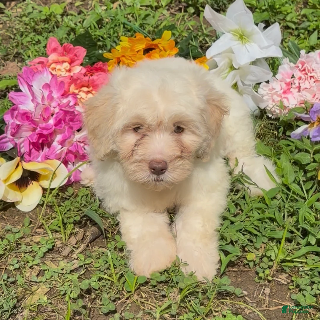 Mini Goldendoodle dogs for sale: Elsa - Ad 1
