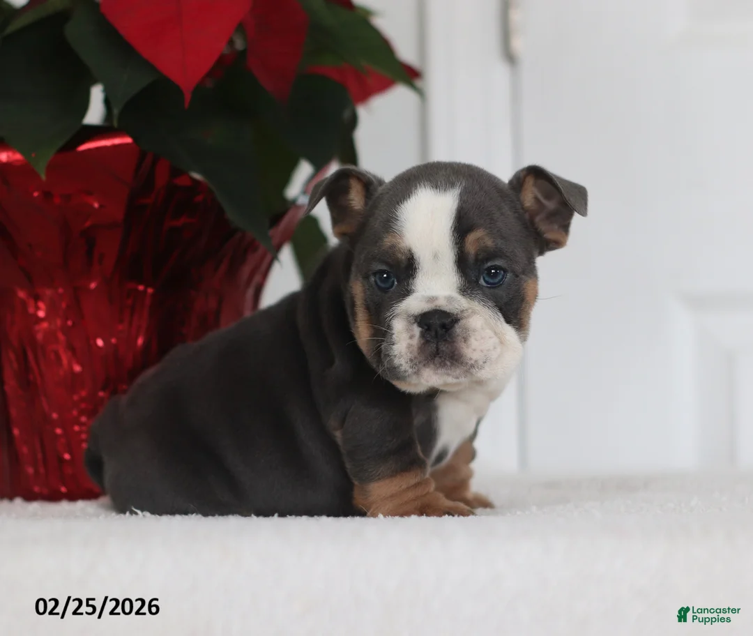 English Bulldog dogs for sale: Reno - Ad 5