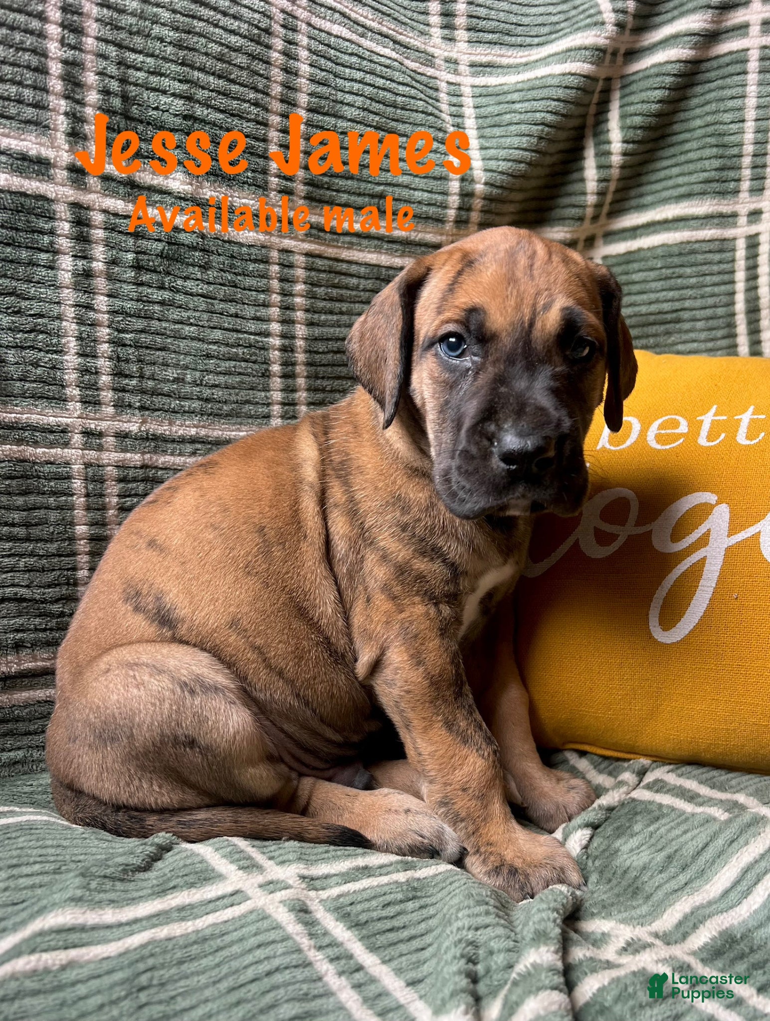 Great Dane dogs Jesse James  - Ad 15