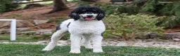 Bernedoodle dogs for sale:  Daisy🩷  - Ad 13