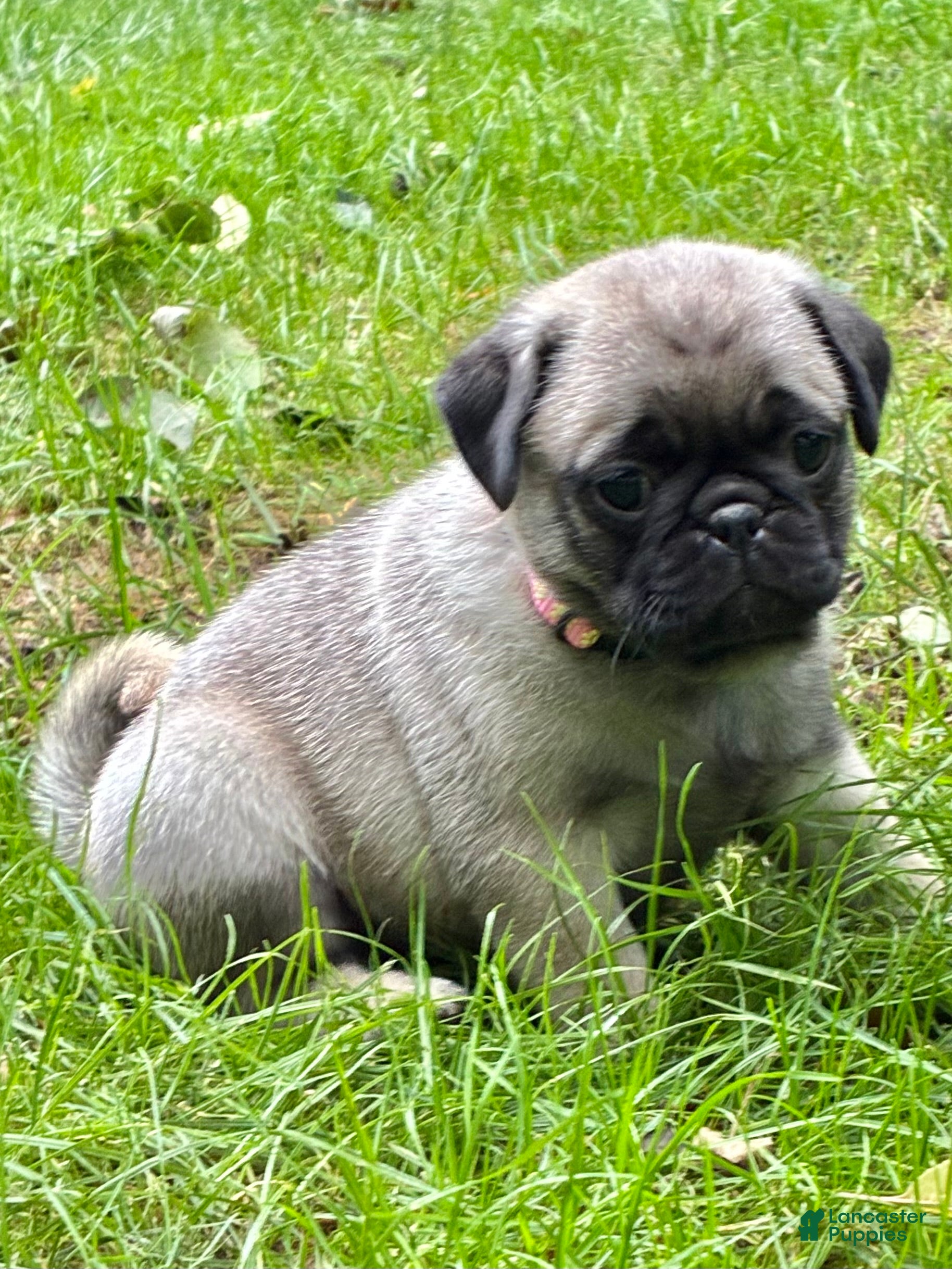 Pug dogs Nicky - Ad 2