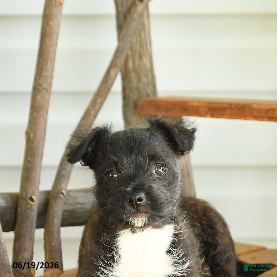 Mixed Breed dogs Bella   - Ad 2