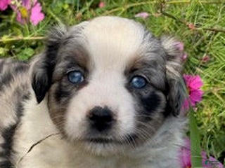 Miniature Australian Shepherd dogs - Ad 35