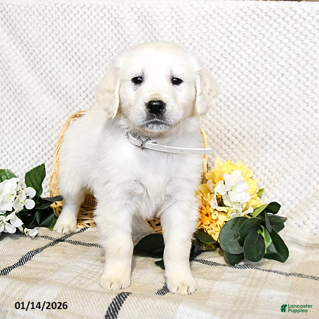 Golden Retriever dogs for sale: Smokey - Ad 3