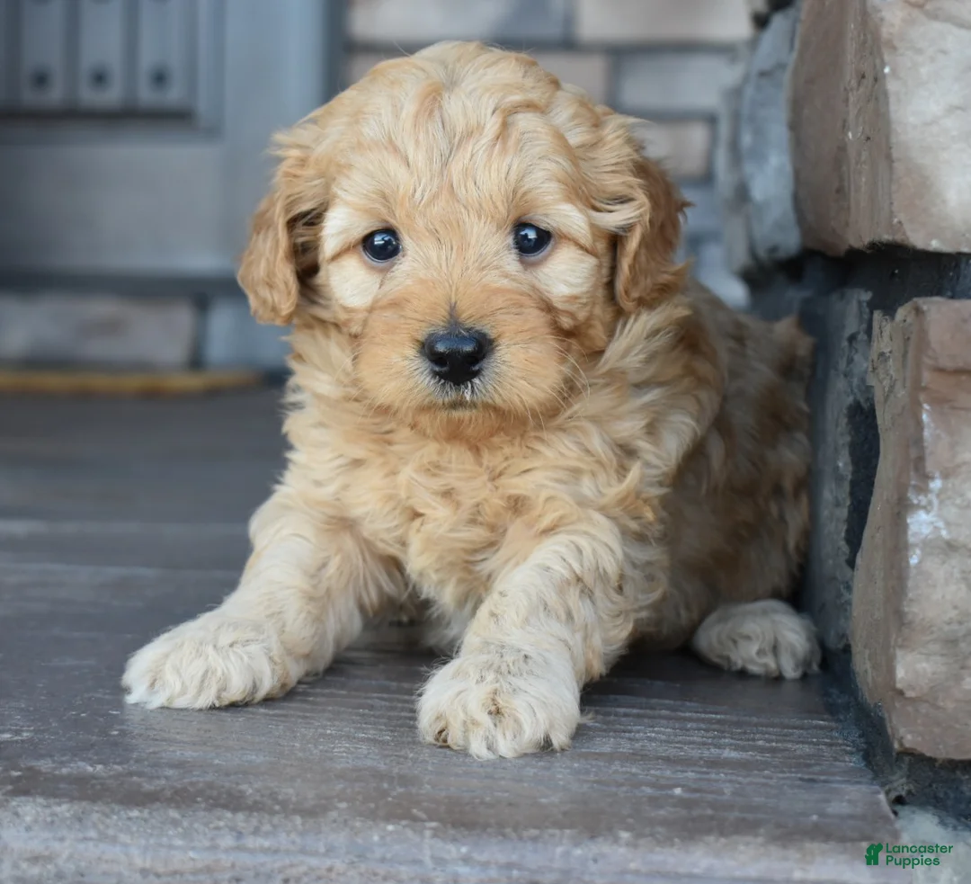 Mini Goldendoodle dogs for sale: Hazel - Ad 4