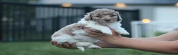 Mini Bernedoodle dogs for sale: Goose - Ad 2