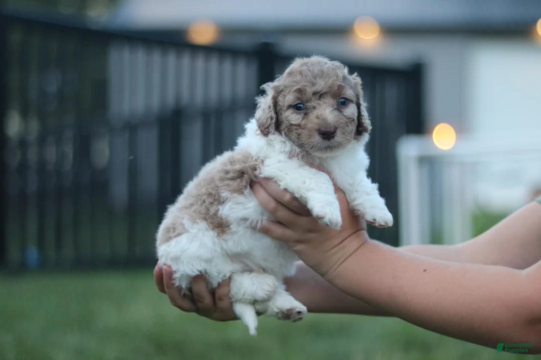 Mini Bernedoodle dogs for sale: Goose - Ad 2