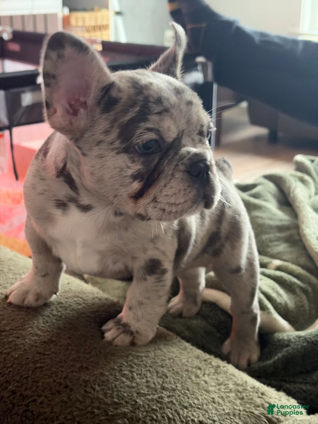 Mixed Breed dogs for sale: Brisket - Ad 2