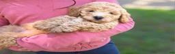 Goldendoodle dogs for sale: Mini Goldendoodle Male  - Ad 3