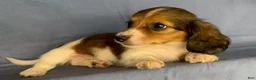 Miniature Dachshund dogs for sale: Chico - Ad 12