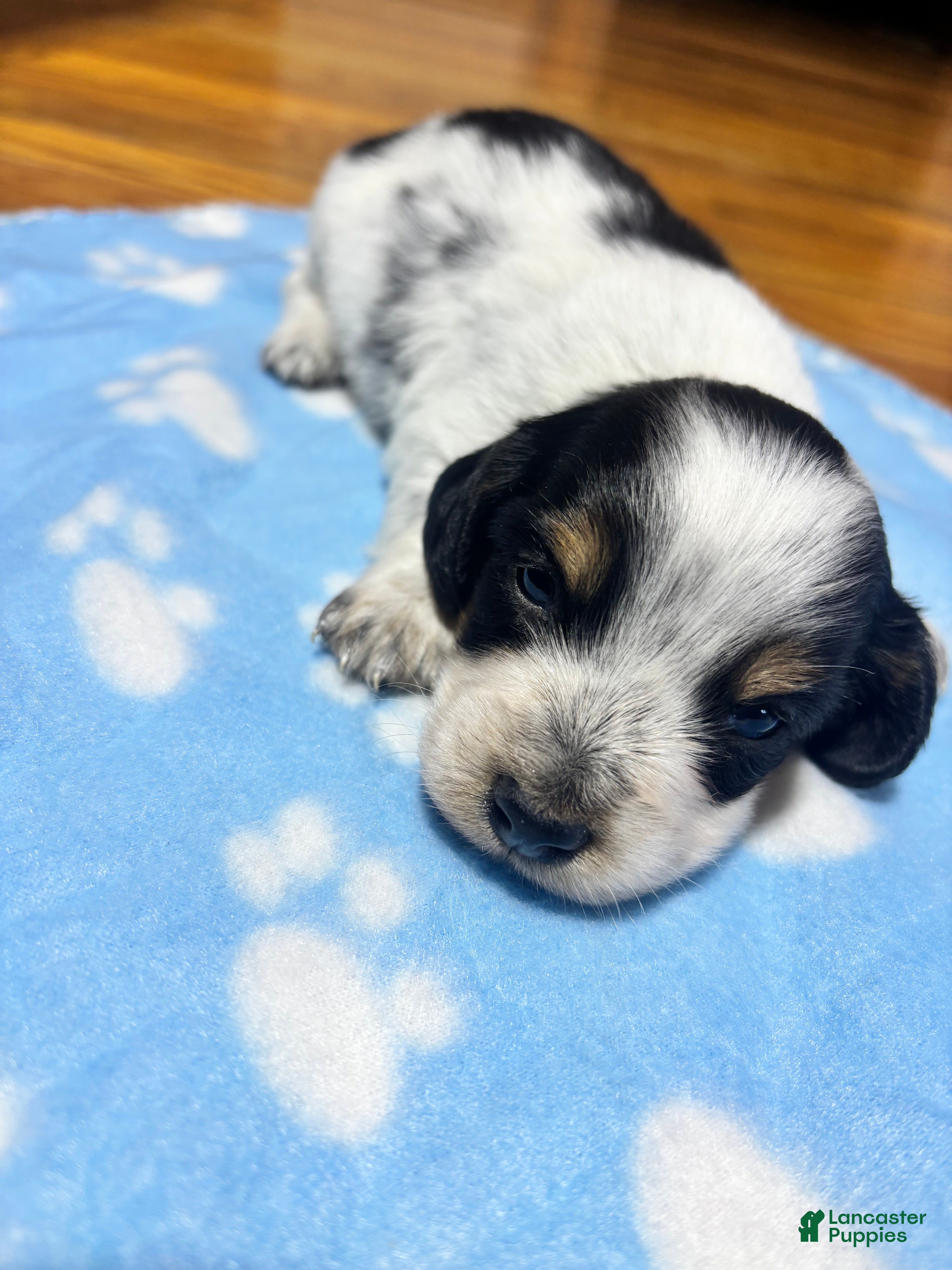 Miniature Dachshund dogs Miniature Dachshund 1 - Ad 2