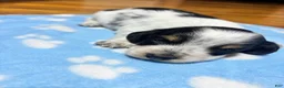 Miniature Dachshund dogs for sale: Miniature Dachshund 1 - Ad 2