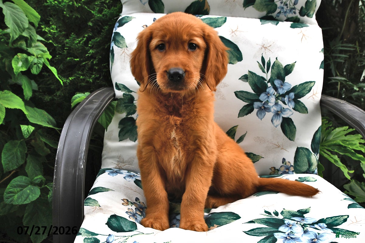 Golden Retriever dogs Trixie - Ad 1