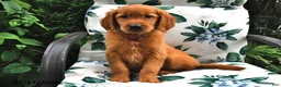 Golden Retriever dogs for sale: Trixie - Ad 1