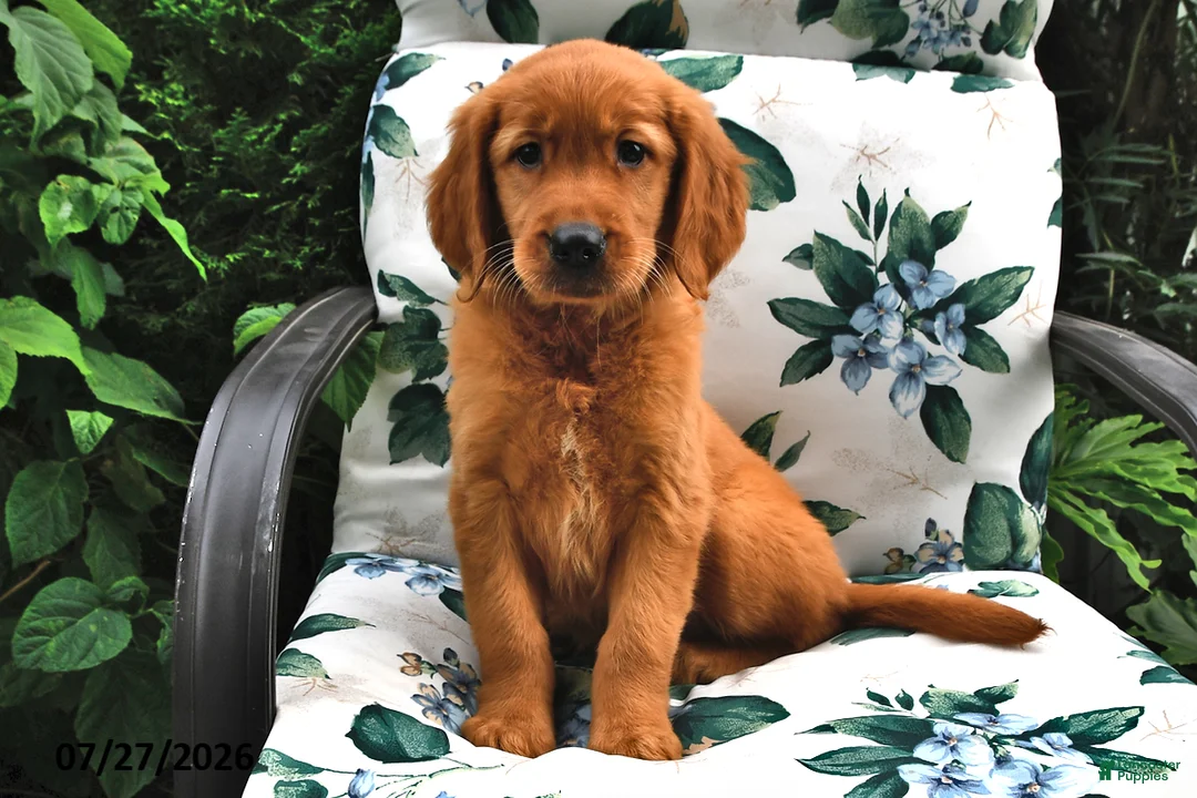 Golden Retriever dogs for sale: Trixie - Ad 1