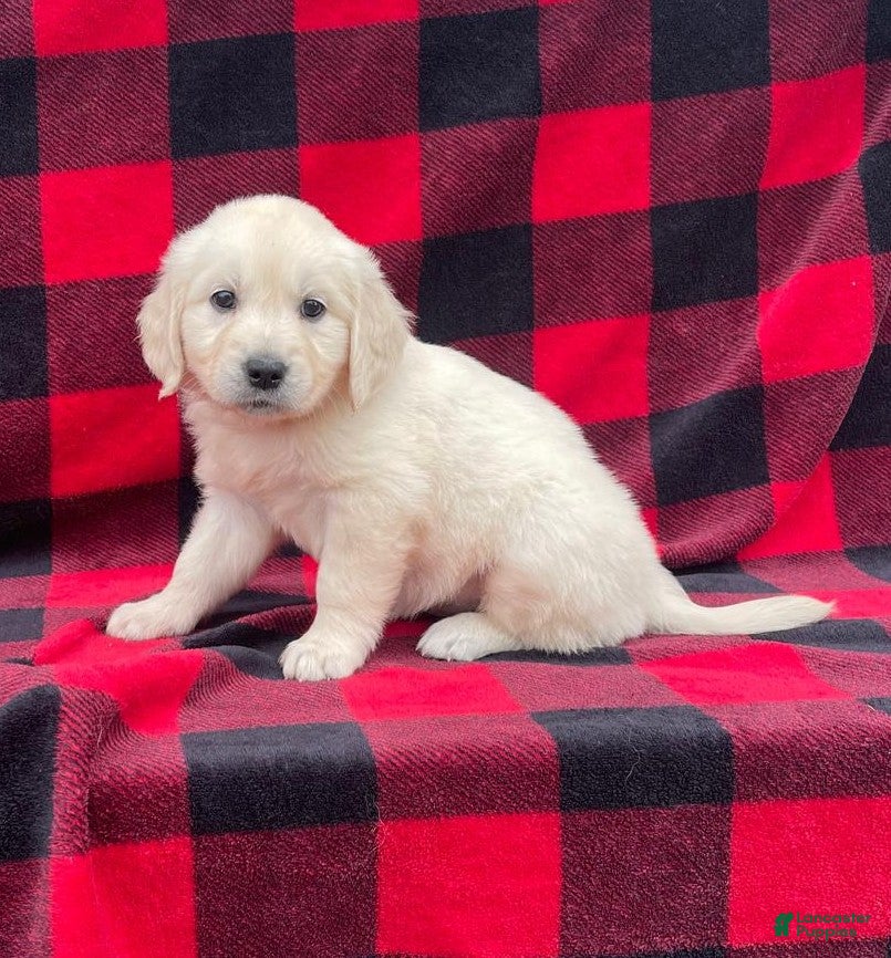 Golden Retriever dogs Kiva - Ad 1