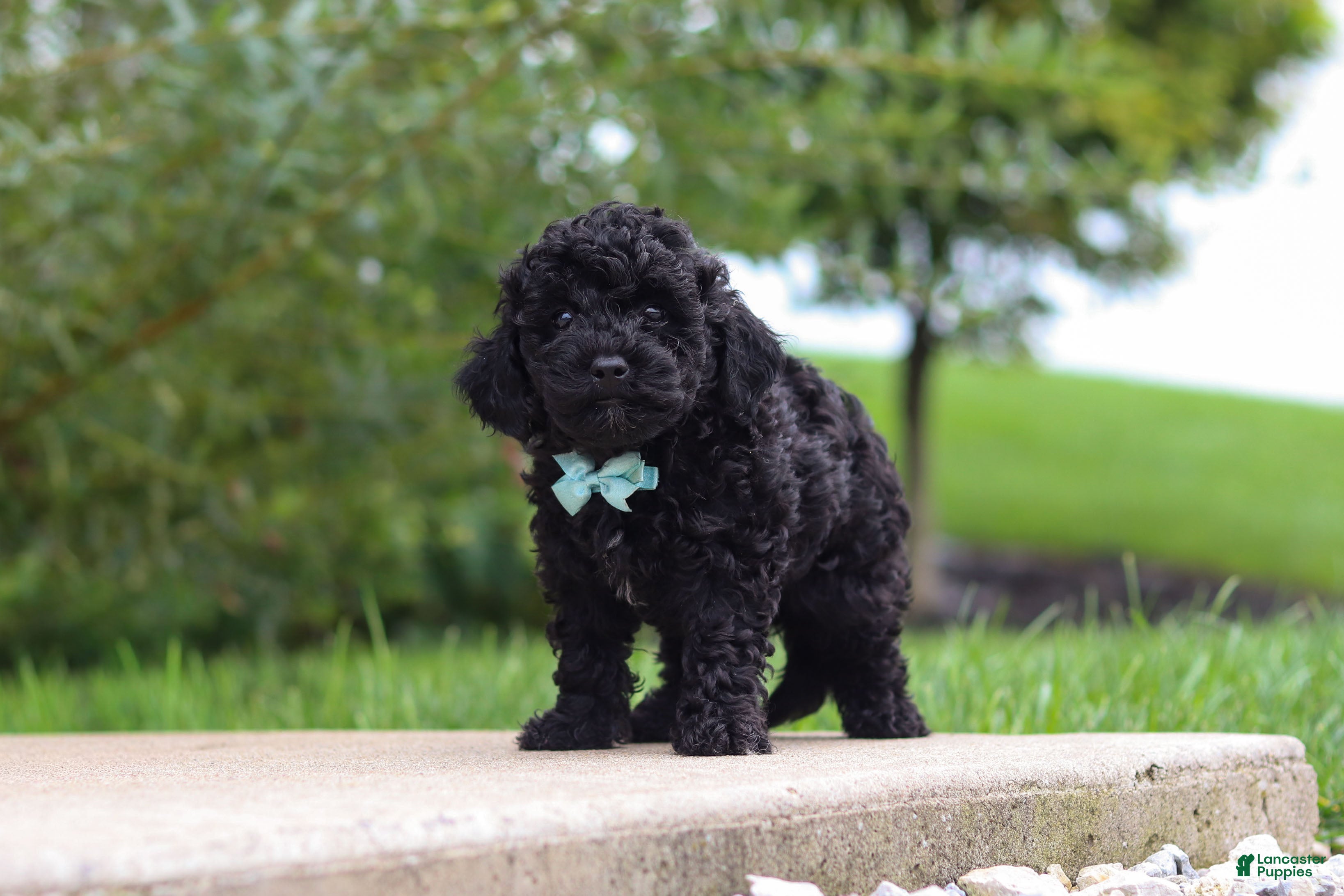 Cavapoo dogs for sale: Odin - Ad 3