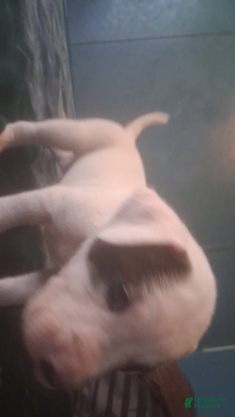 Mixed Breed dogs Male puppy 3 - Ad 1