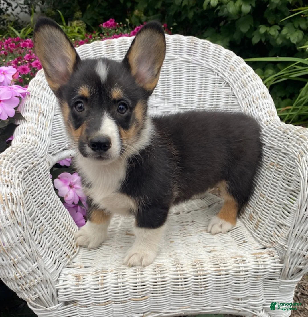 Welsh Corgi Pembroke dogs for sale: Jasper - Ad 1