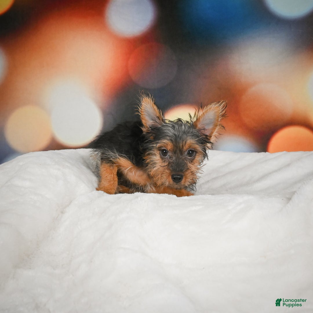 Yorkshire Terrier dogs for sale: Yasmin - Ad 4
