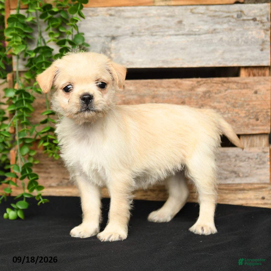 Mixed Breed dogs Tori - Ad 1