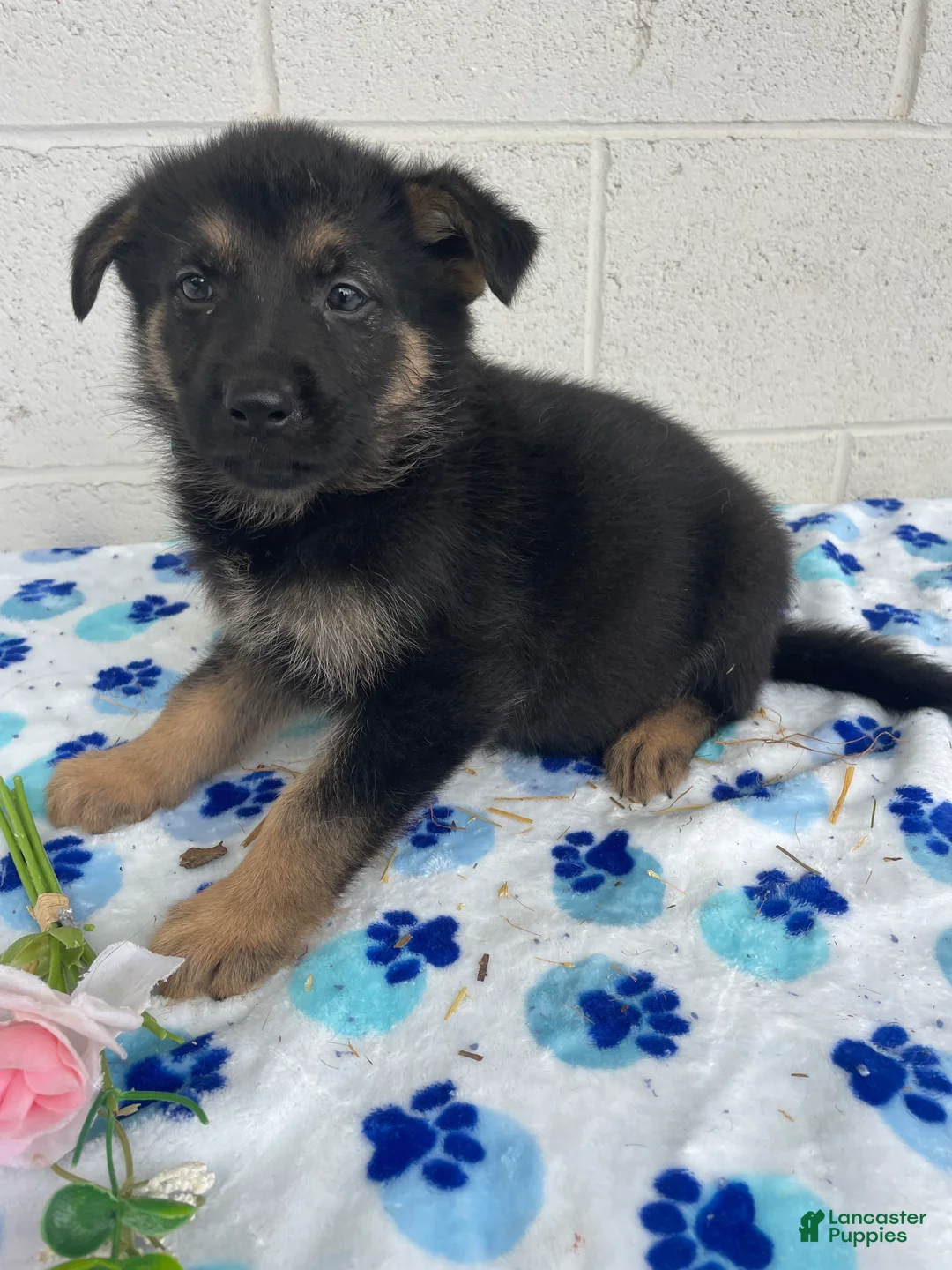 German Shepherd dogs for sale: Sadie - Ad 4
