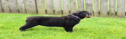 Rottweiler dogs for sale: Roxy - Ad 18