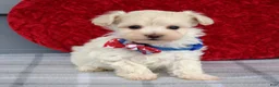 Maltipoo dogs for sale: Charlie  - Ad 3