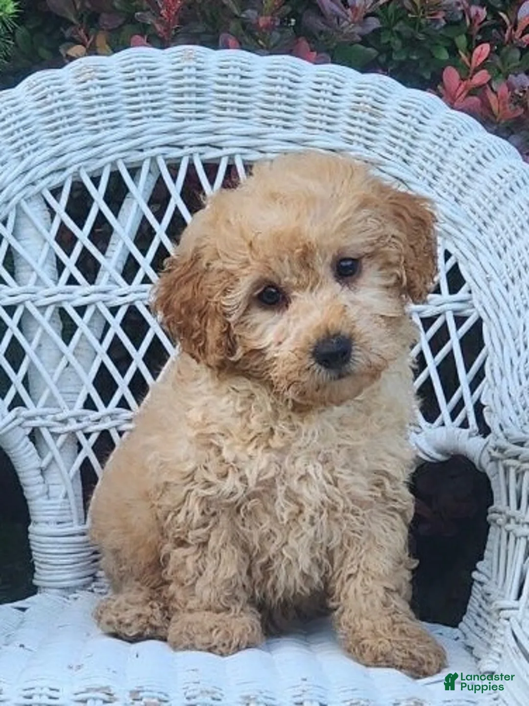 Miniature Poodle dogs for sale: Laray - Ad 2