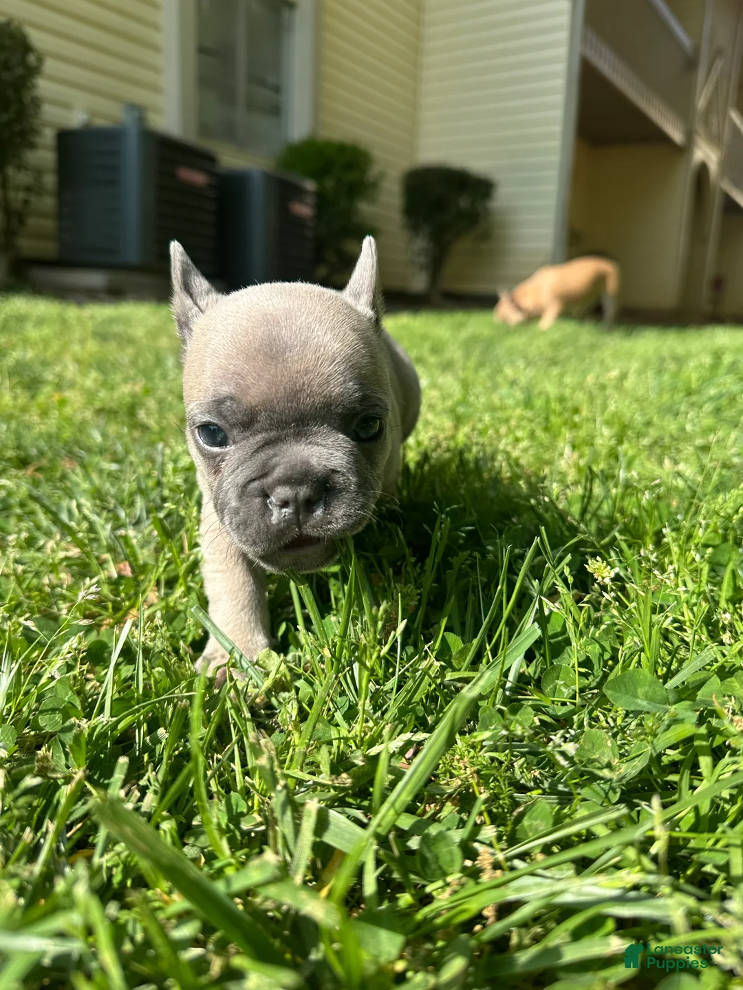 French Bulldog dogs for sale: French Bulldog Puppy 2 - Ad 2