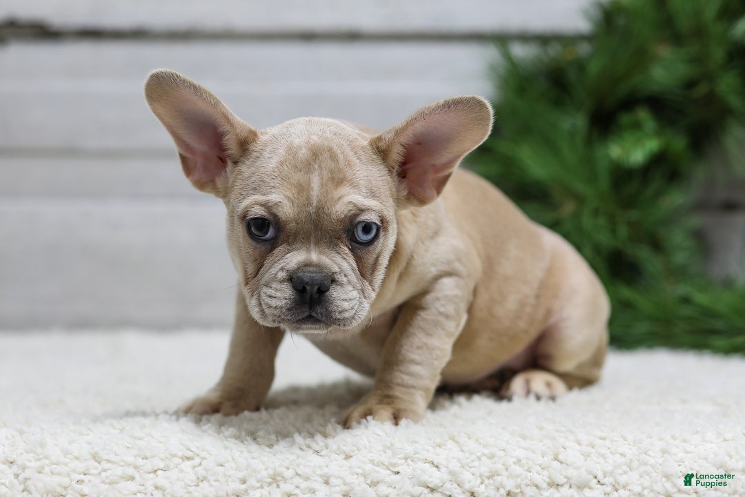 French Bulldog dogs for sale: Chase - Ad 5