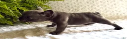 French Bulldog dogs for sale: Blue Bell - Ad 6