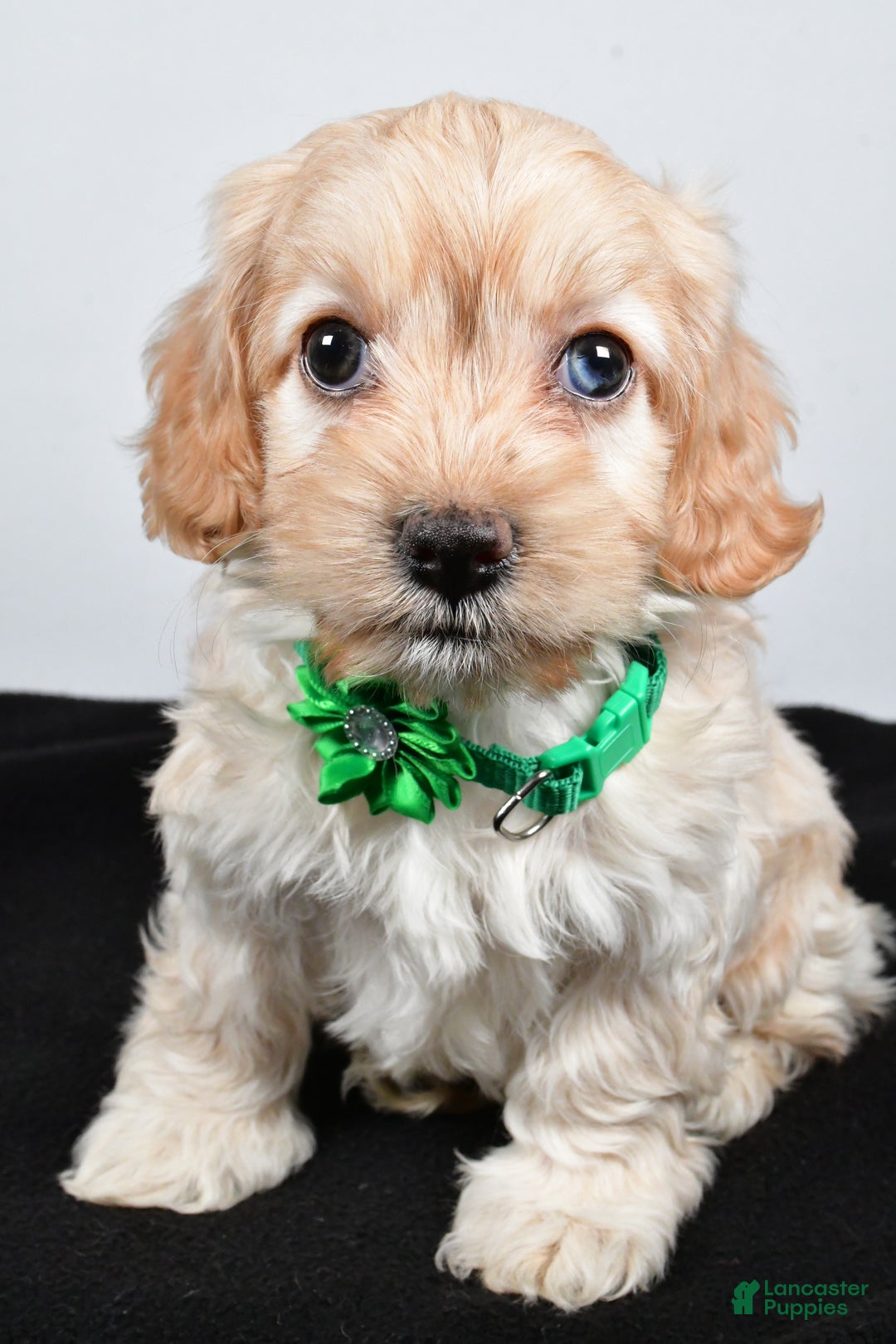 Cockapoo dogs for sale: Carmel - Ad 7