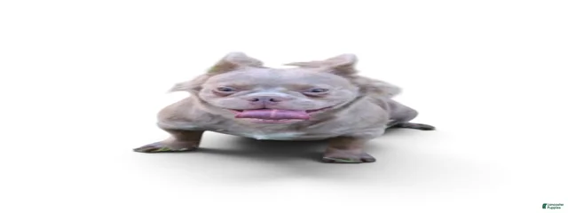 GloRilla