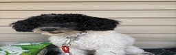 Miniature Poodle dogs for sale: Miniature Poodle 1 - Ad 4