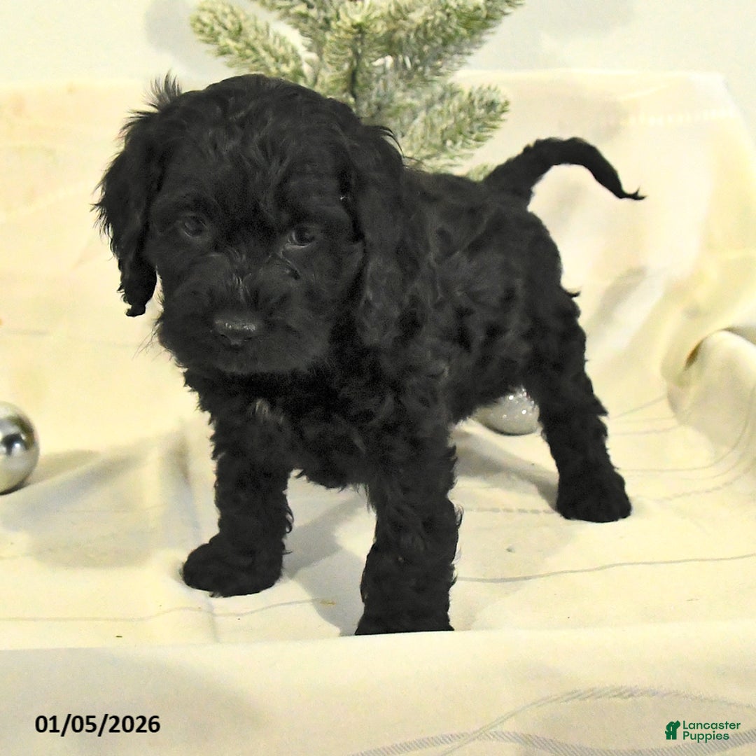 Cockapoo dogs for sale: Bruce - Ad 2