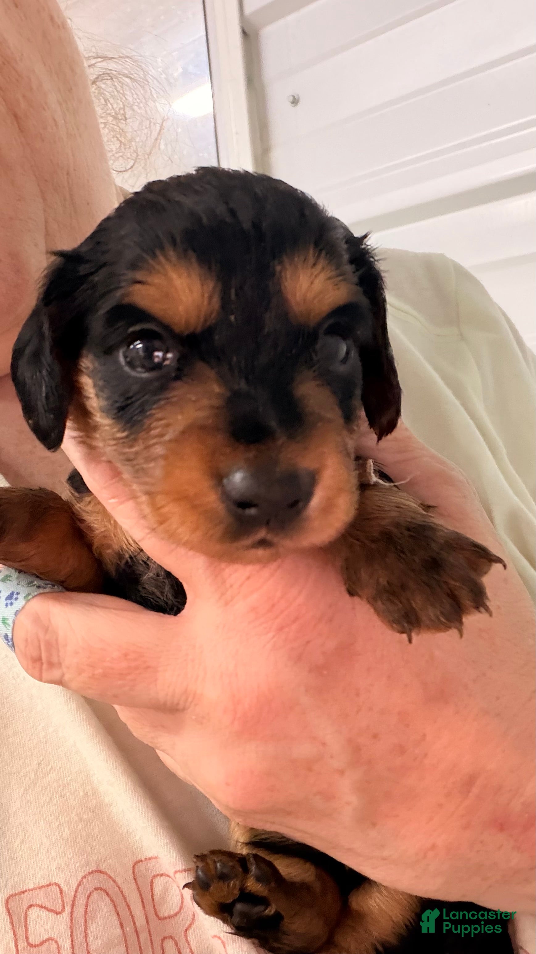Miniature Dachshund dogs Miniature Dachshund 1 - Ad 1