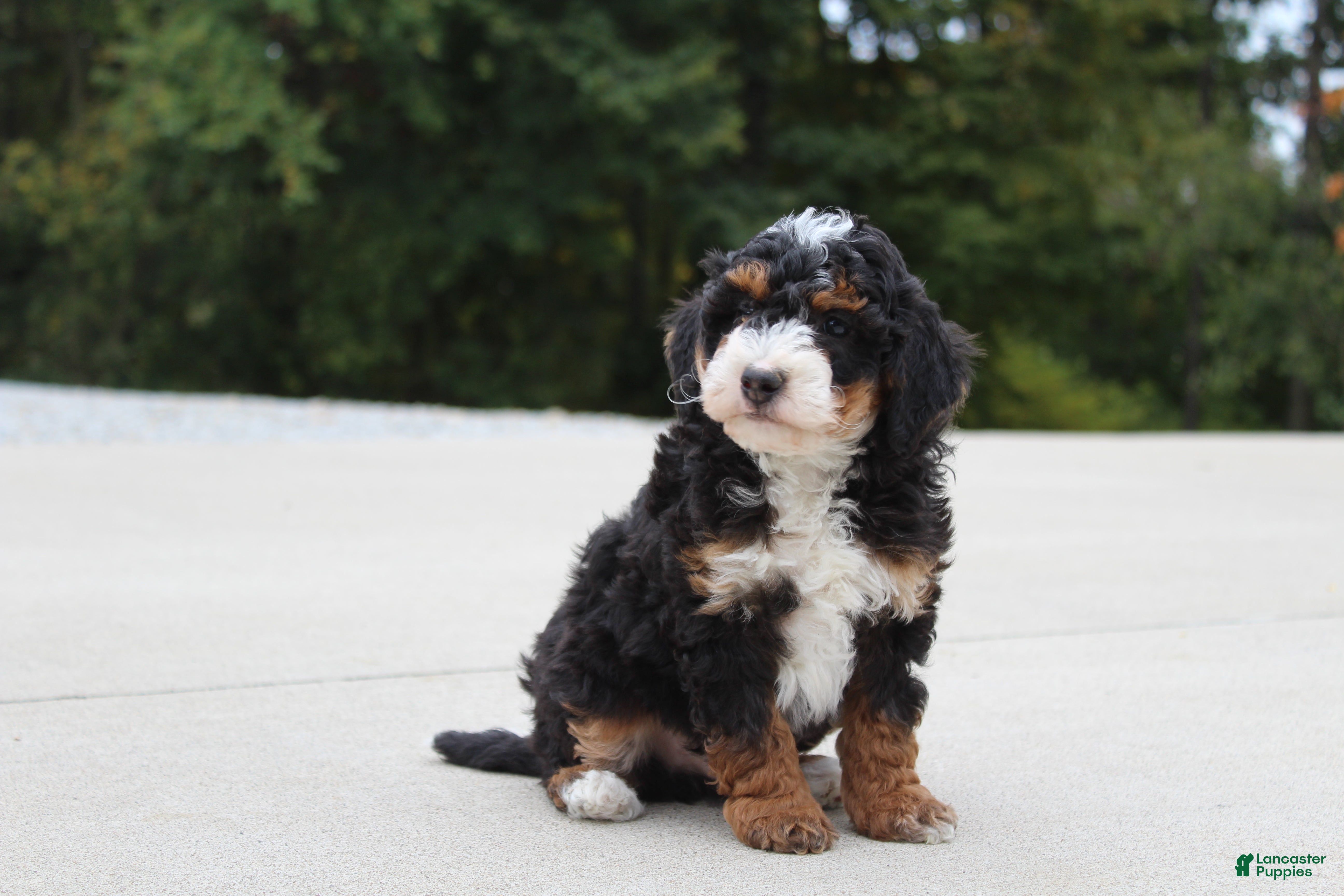 Mini Bernedoodle dogs Willy  - Ad 2