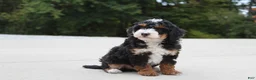 Mini Bernedoodle dogs for sale: Willy  - Ad 2