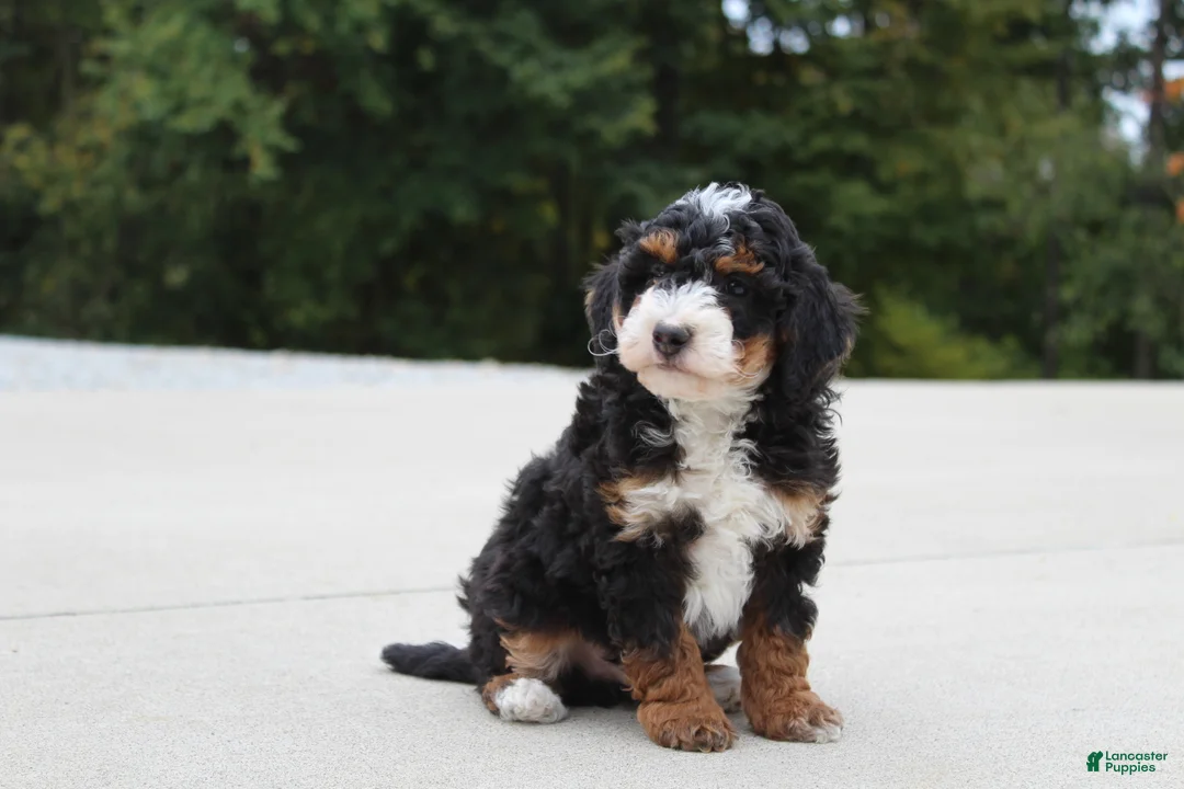 Mini Bernedoodle dogs for sale: Willy  - Ad 2