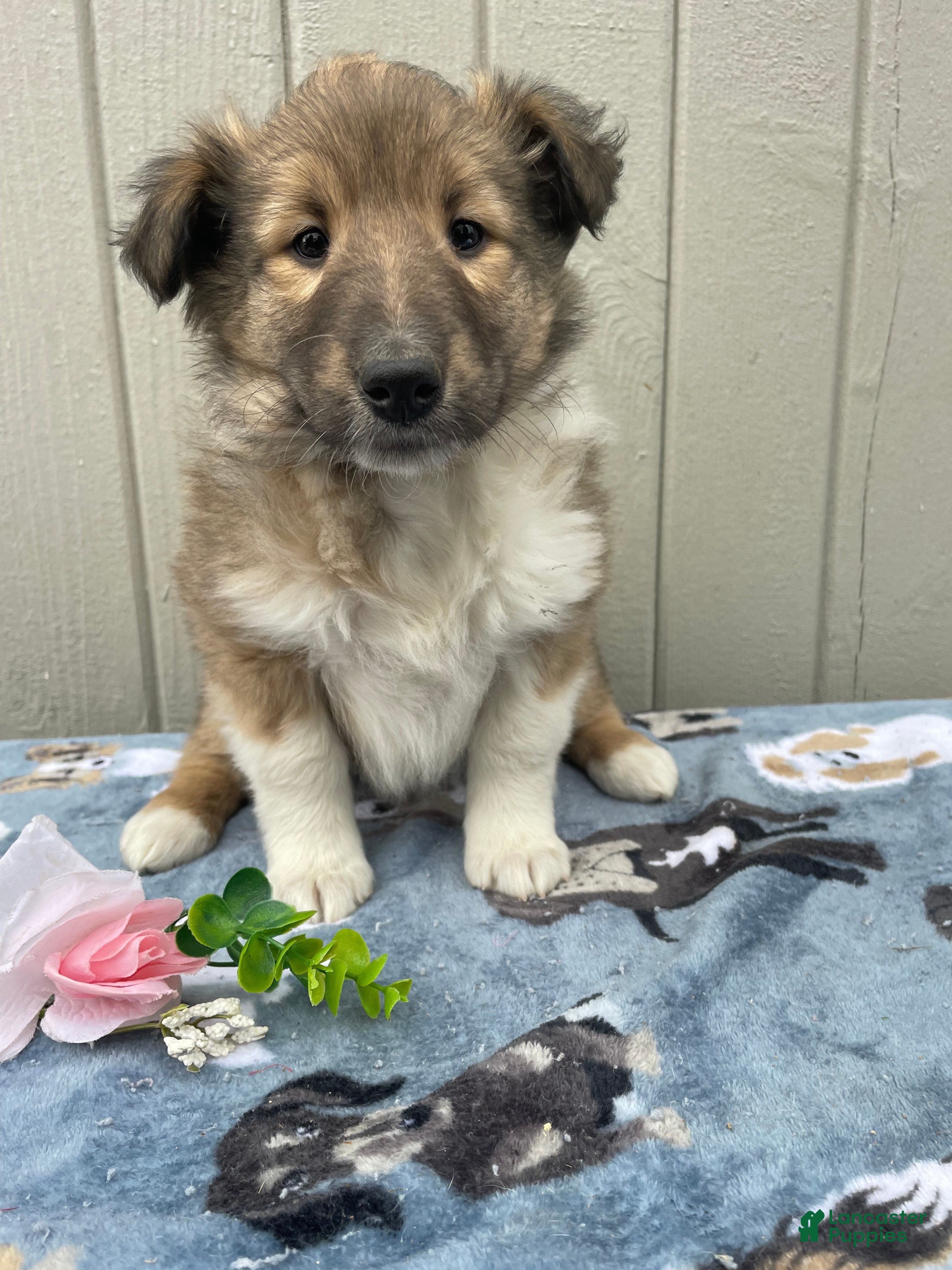 Collie dogs Claire - Ad 17